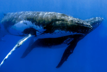 A humpback whale swimming close by under the water in blue water