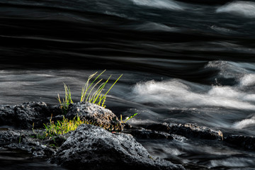 Long exposure of Vibrant Grass Tuft Clinging to Rocks Near Torrential River