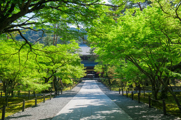 京都　南禅寺　新緑　
