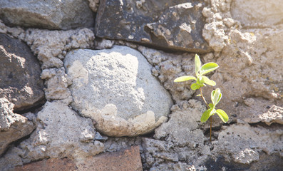 Young plant growing in old rock wall.