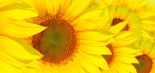 Obraz premium Amazing sunset over sunflowers field