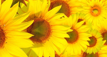 Amazing sunset over sunflowers field