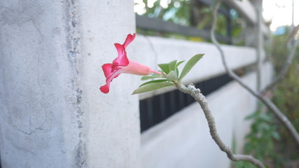 Ornamental plants