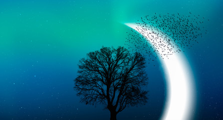 Silhouette of birds with aurora borealis - Lone tree with cresent moon at amazing sunset