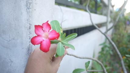 Flower