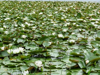 background of white water lilies and green leaves