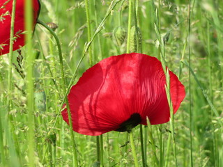 red poppy between green grass