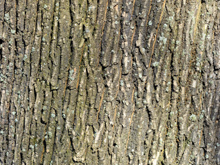 Texture and background of old oak bark