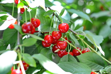 Ripe red currants close-up as background. Branch of ripe red currant in a garden.