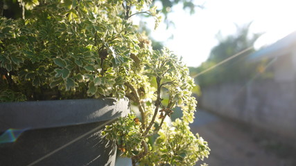 Ornamental plants