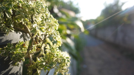 Ornamental plants