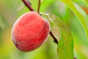 Large ripe sweet peach growing on a tree branch, close-up