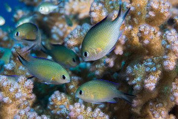 Arabian chromis (Chromis flavaxilla) fish hiding in a hard coral. Small fish with light yellow colored body.