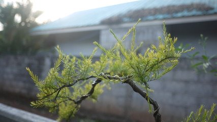 Ornamental plants