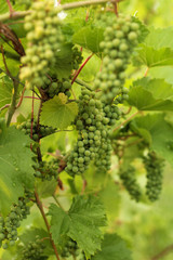 Growing grape in vineyard in the sunlight. Clusters of unripe grape close-up.