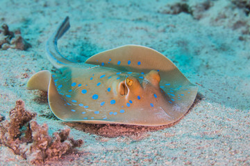 Bluespotted stingray (Taeniura lymma) or a ribbontail ray on the ocean floor. 