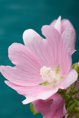 nature garden flowers with pink petals on blue background closeup