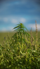 fields of industrial hemp in Estonia