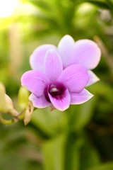 Purple orchids in botanical garden, green background. Tropical flower.