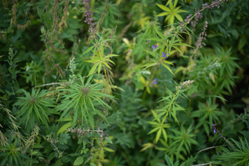 fields of industrial hemp in Estonia