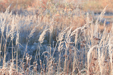 beautiful wild grass in frost