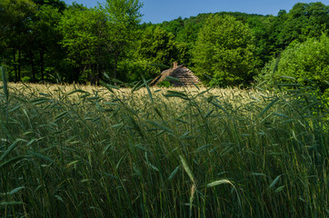 zboże wioska © wedrownik52