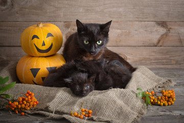 black little cat with halloween pumpkins