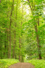 Long path in a beautiful and green forest with tall and old tress and a lot of foliage.