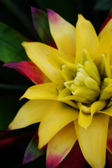 Close up of bromeliad plants. Tropical colorful plant. Botanic garden