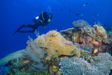 A beautiful coral reef showing a diver swimming in the background 