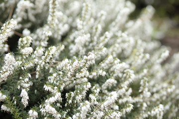 Picture of Flowers. Close up of Common Heather ( Calluna vulgaris ). Bright natural cyan background. 