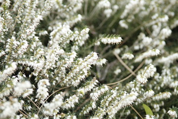 Picture of Flowers. Close up of Common Heather ( Calluna vulgaris ). Bright natural cyan background. 