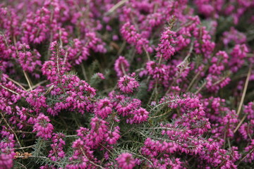 Picture of Flowers. Close up of Common Heather ( Calluna vulgaris ). Bright natural cyan background.