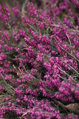 Obraz premium Picture of Flowers. Close up of Common Heather ( Calluna vulgaris ). Bright natural cyan background. 