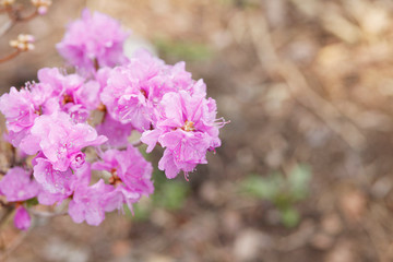 Picture of flowers. Pink Rhododendron blooming flowers in the spring garden. 