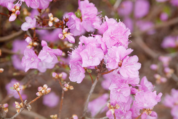 Picture of flowers. Pink Rhododendron blooming flowers in the spring garden. 