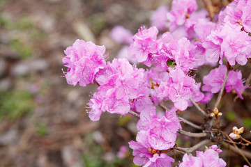 Picture of flowers. Pink Rhododendron blooming flowers in the spring garden. 