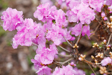 Picture of flowers. Pink Rhododendron blooming flowers in the spring garden. 