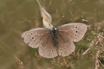 Butterfly ringlet (Aphantopus hyperantus) with open wings.