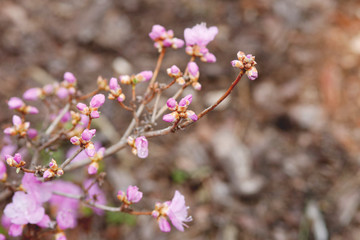 Picture of flowers. Pink Rhododendron blooming flowers in the spring garden. 