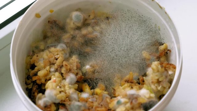 Black mold. Spoiled product