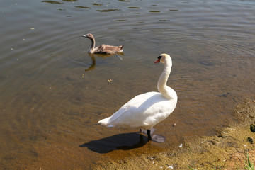 White swan with cub on the river