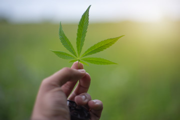 hand holding marijuana