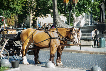 Naklejka na ściany i meble two drawn golden or red horses and a coach in the city, side view