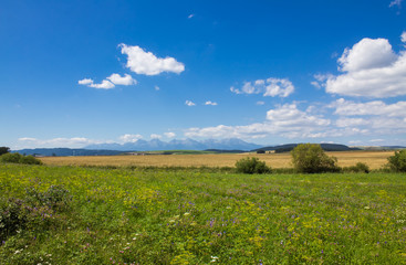 Fototapeta na wymiar Amazingly beautiful fields near the Slovak city of Poprad