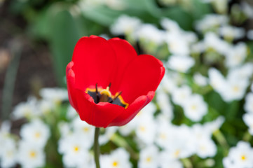 Closeup of a beautiful single tulip flower
