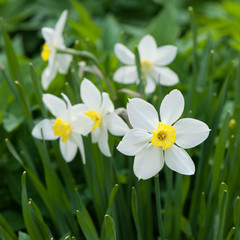 Fresh Daffodil flower