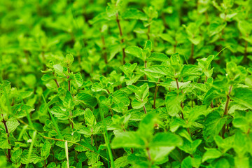 Mint FIelds