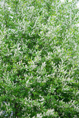 Bird cherry blossoms