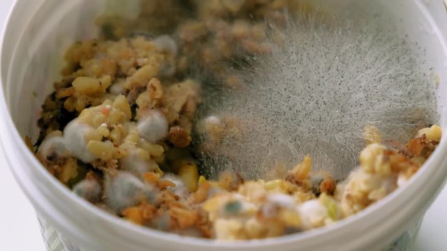 Black mold. Spoiled product